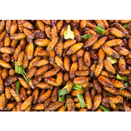 Insecte